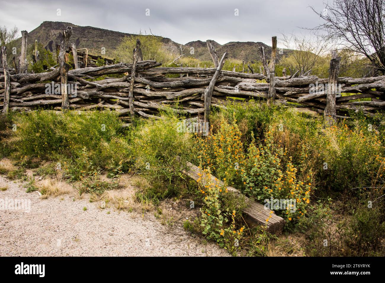 Historic Bates Ranch buildings and fence in Sonoran Desert, Organ Pipe ...