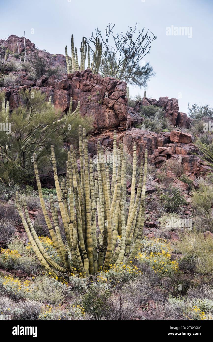 Sonoran Desert habitat with cholla, Organ Pipe Cactus National Monument