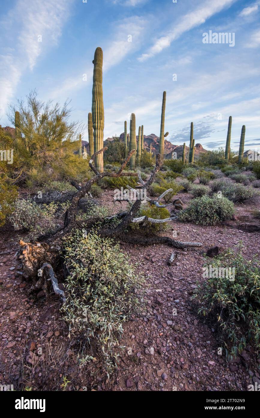 Scenic sunset in Alamo Canyon of Sonoran Desert with saguaro cactus ...