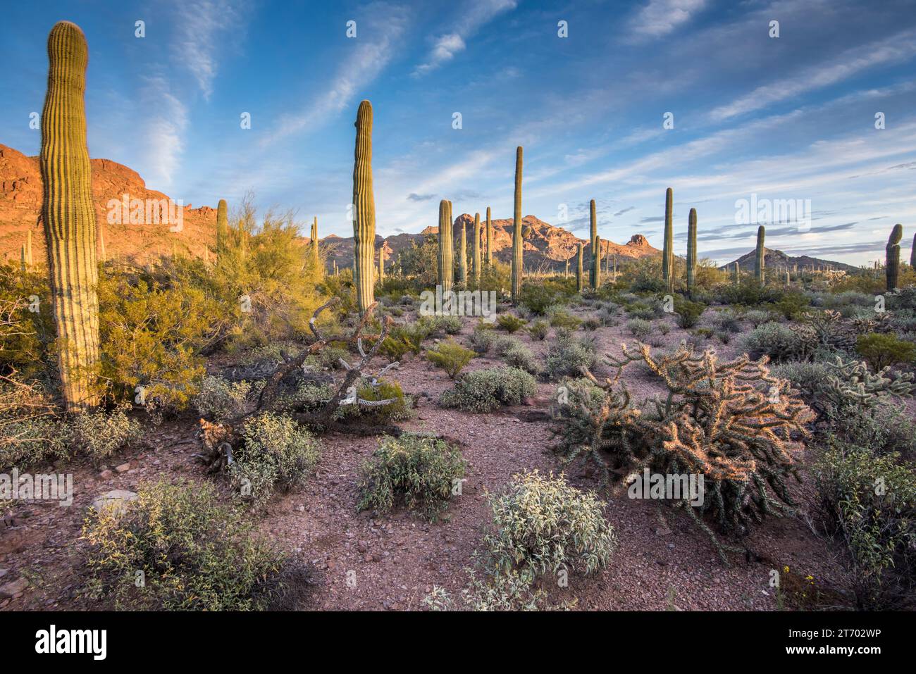 Scenic sunset in Alamo Canyon of Sonoran Desert with saguaro cactus ...