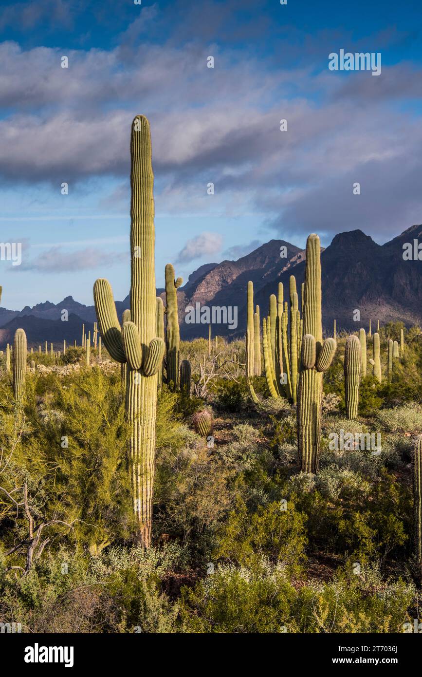 Scenic landscapes of the Sonoran Desert and saguaro cacti at Organ Pipe ...