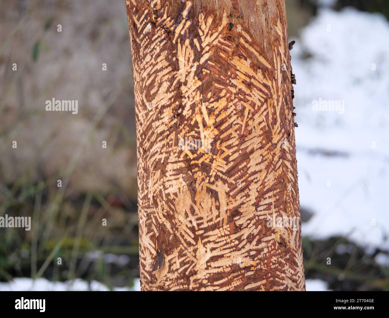 Beaver gnawed trees on the bank of a river with teeth marks Stock Photo