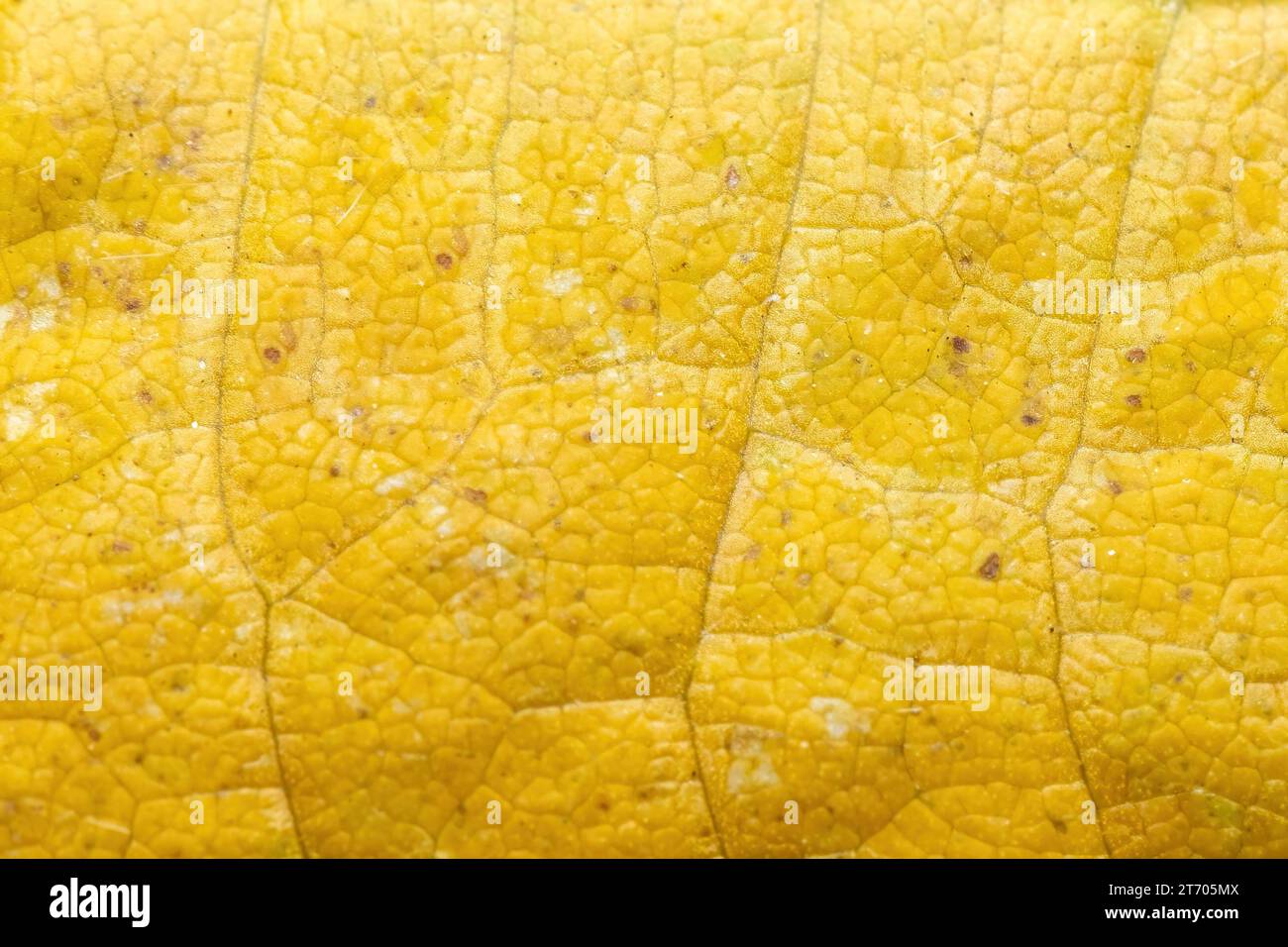 Solid yellow organic background from a senescing soybean leaf, inidicating autumn has arrived. Stock Photo