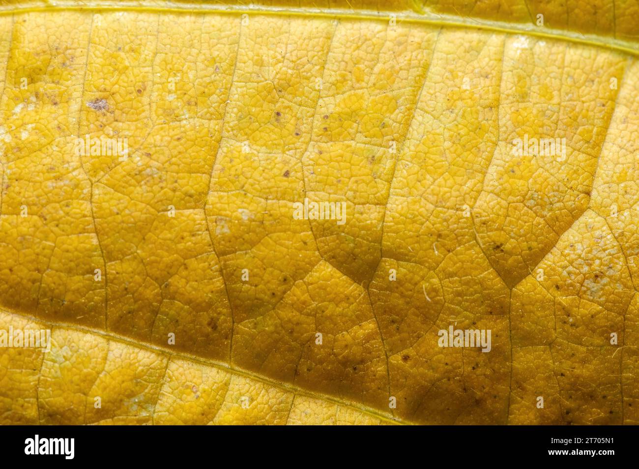 All yellow organic background from a senescing soybean leaf, inidicating autumn has arrived. Stock Photo