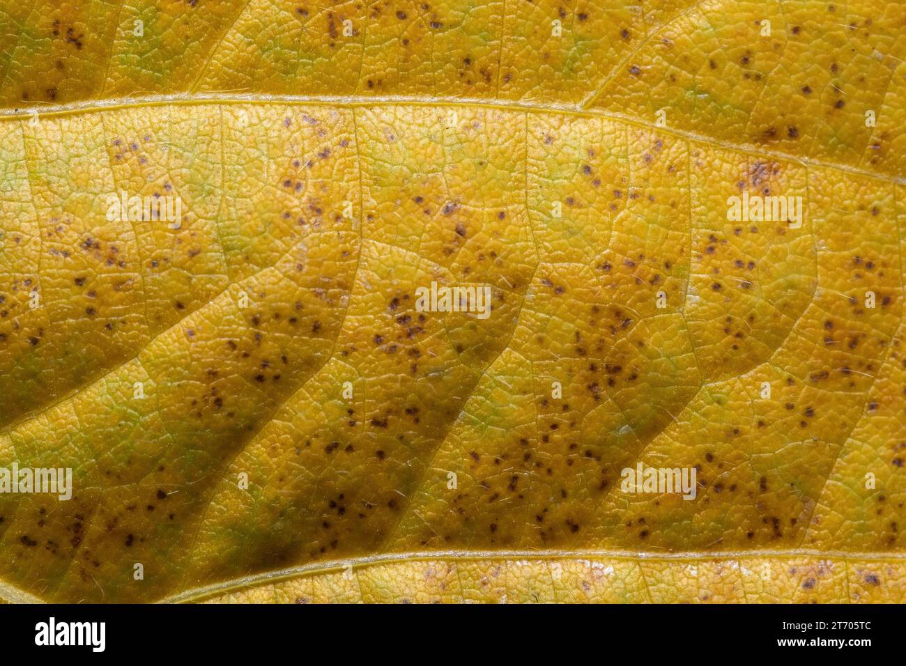 Yellow organic background from a senescing soybean leaf, inidicating autumn has arrived. Stock Photo