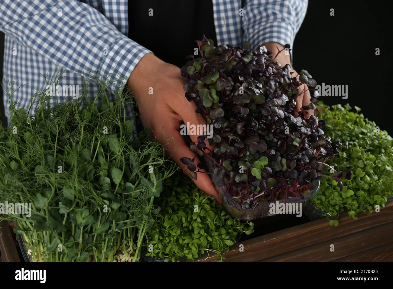Man with wooden crate of different fresh microgreens on black background, closeup Stock Photo