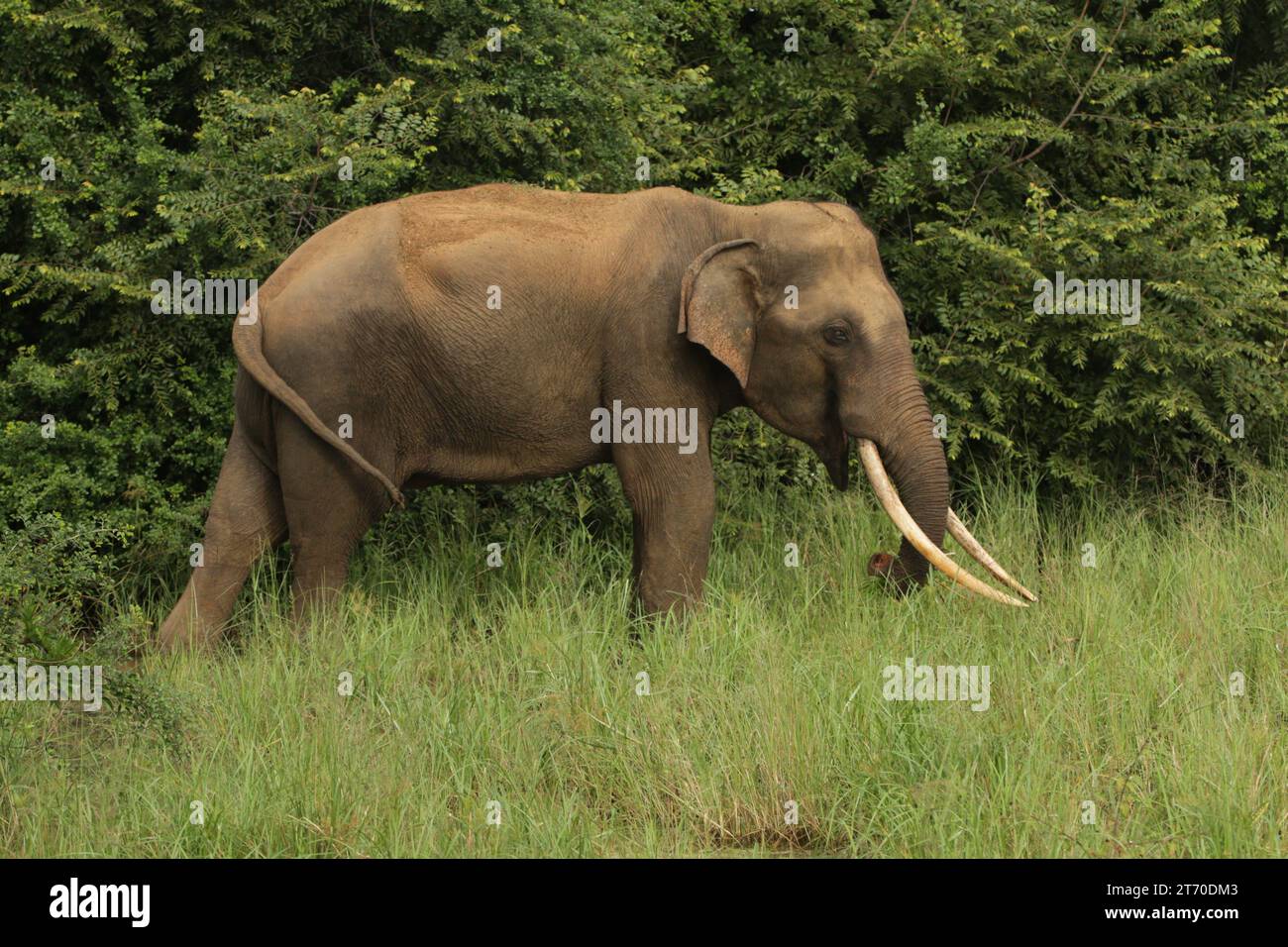 Elephant and tuskers in the Wild in Sri Lanka, Visit Sri Lanka. Stock Photo