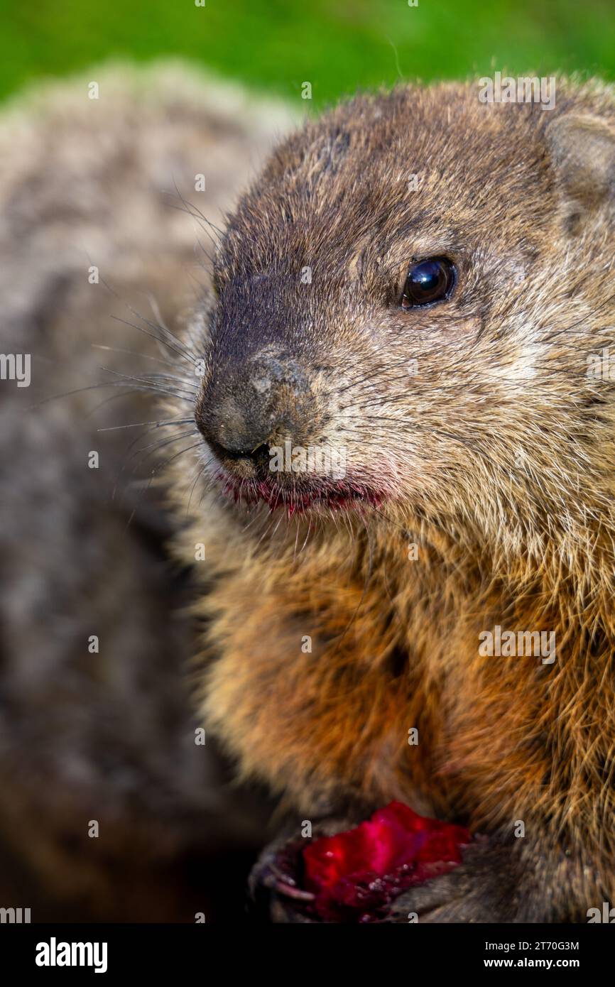 Close-up of a marmot (Marmota monax) eating fruit portrait Stock Photo