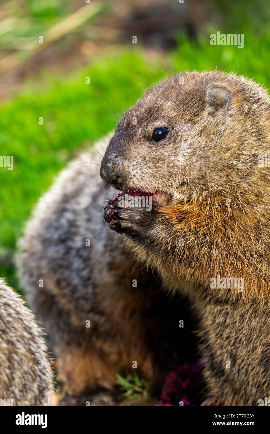 Close-up of a marmot (Marmota monax) eating fruit portrait Stock Photo