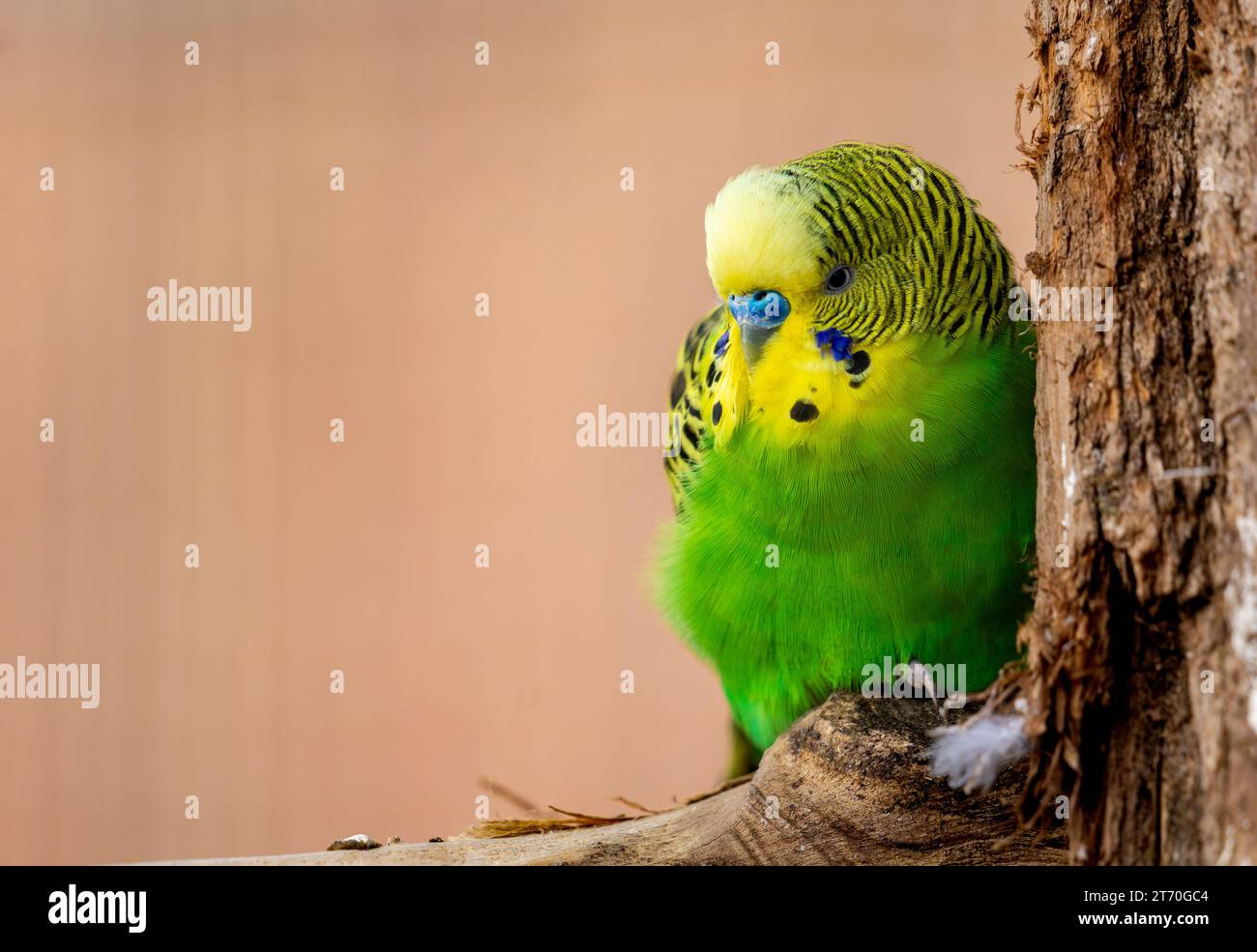 close-up of a budgerigar (Melopsittacus undulatus) clinging to a tree isolated Stock Photo