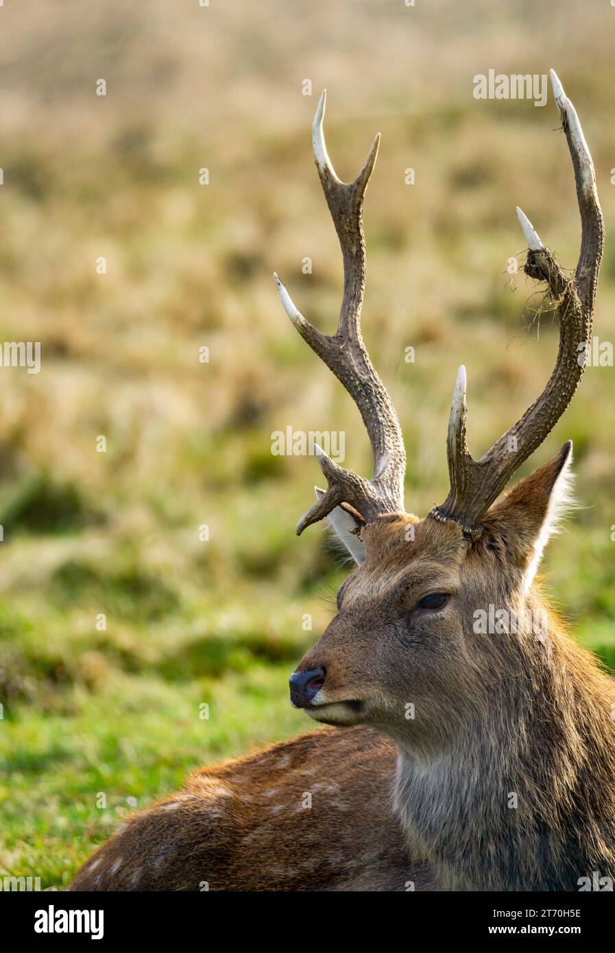 Majestic deer with antlers in the woods portrait Stock Photo Alamy