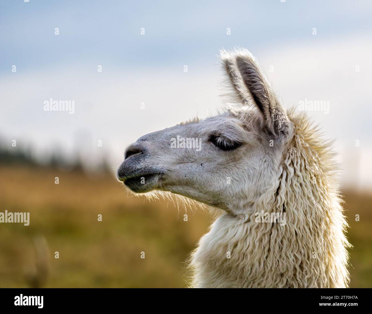 The Sweet Expression of an Alpaca's Face Stock Photo