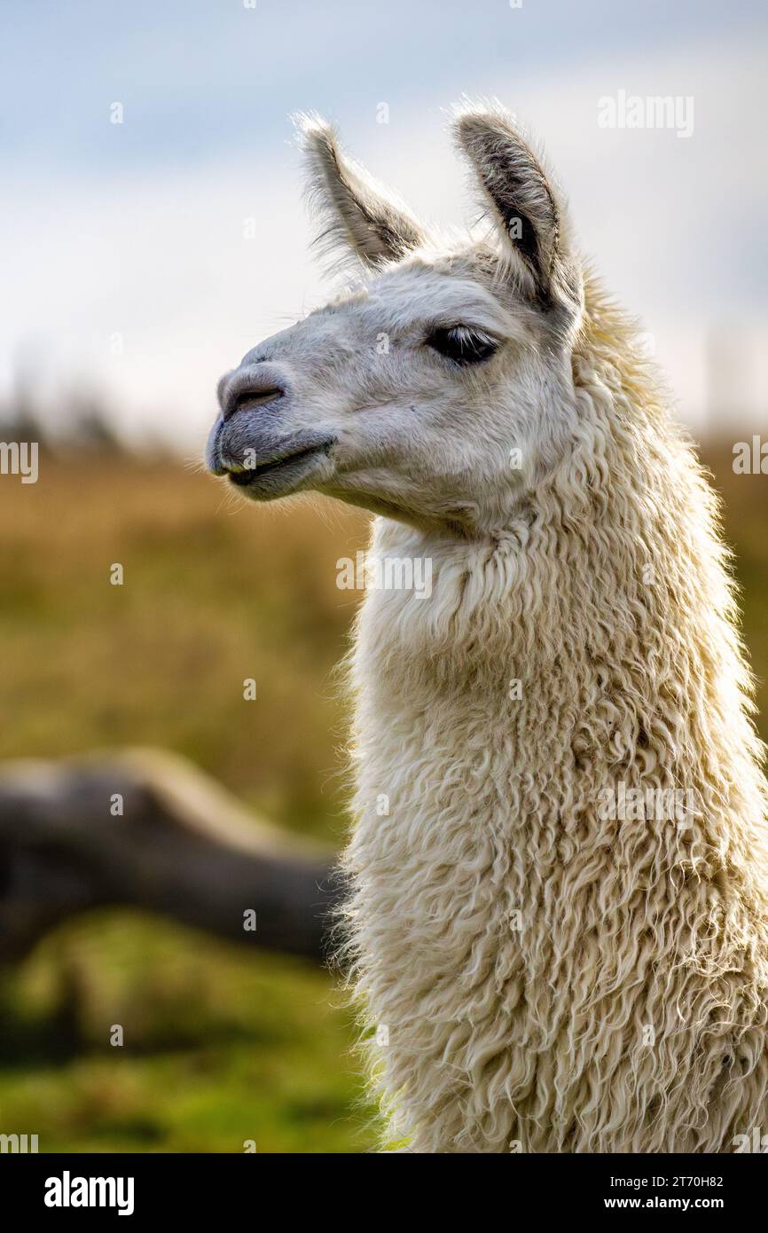 The Sweet Expression of an Alpaca's Face Stock Photo