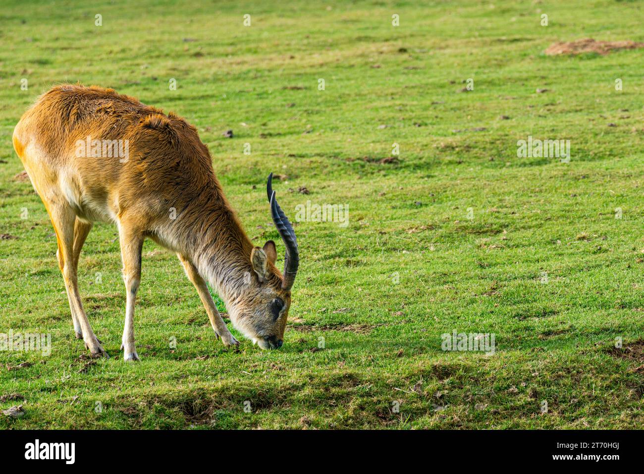 lechwe (Kobus leche) antelope eating grass Stock Photo