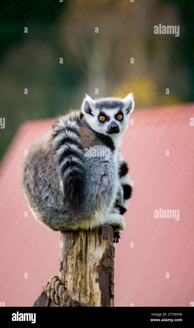 Lemur Catta Closeup in a Natural Outdoor Habitat Stock Photo Alamy