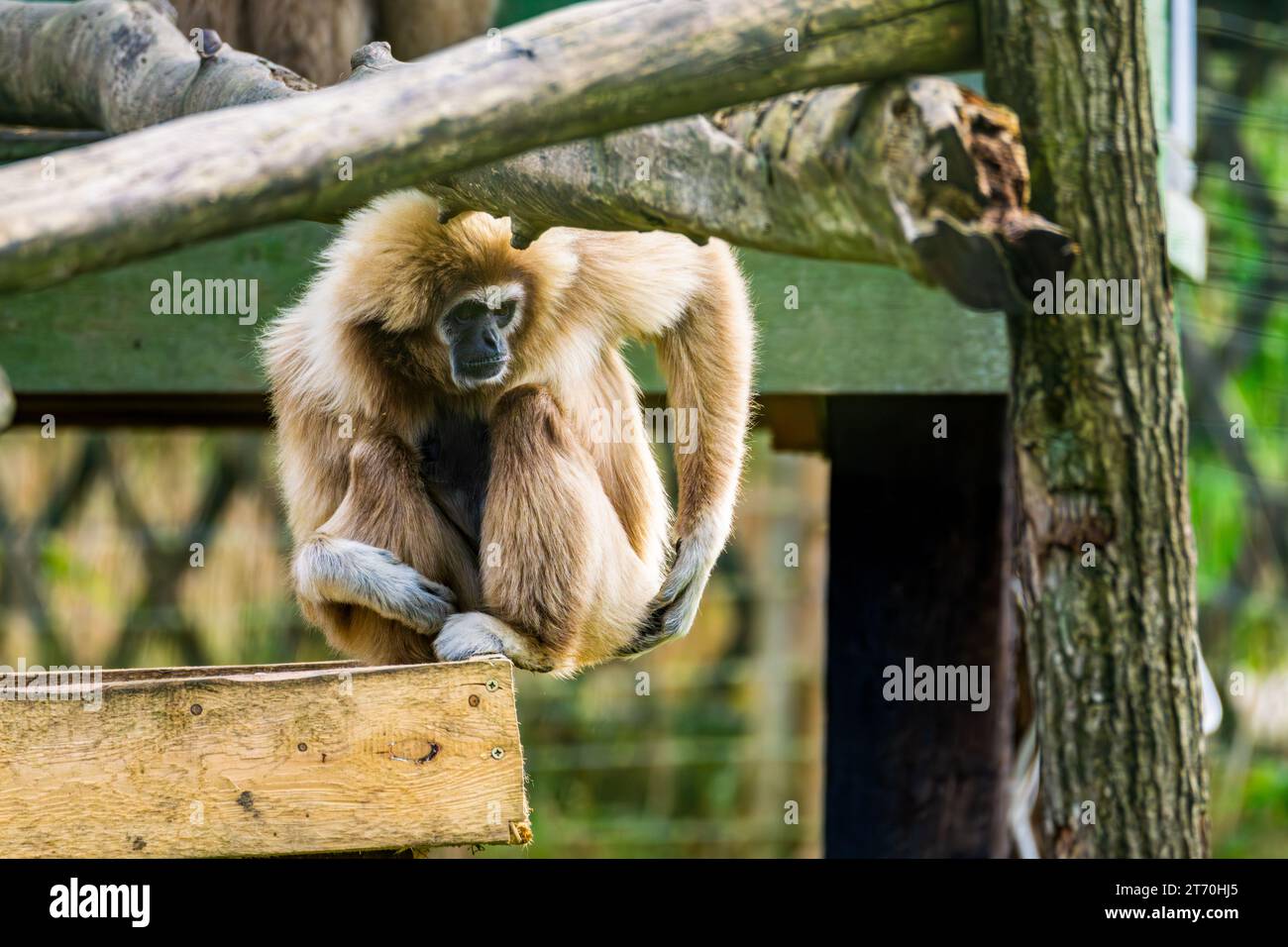 Gibbon scratching his back in park zoo captivity Stock Photo
