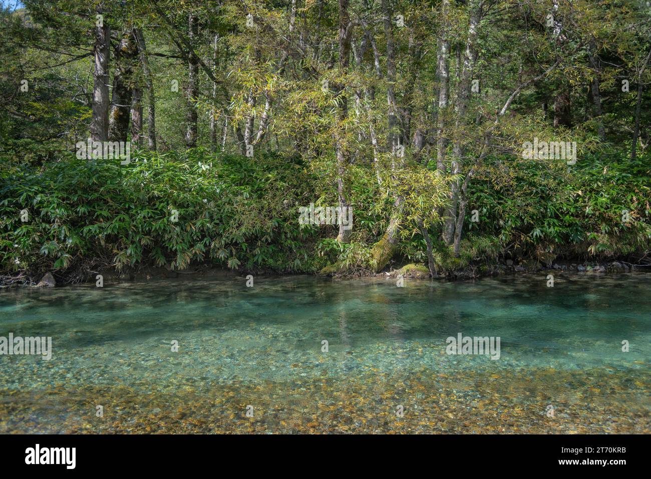 Fresh blue stream forest landscape background Stock Photo