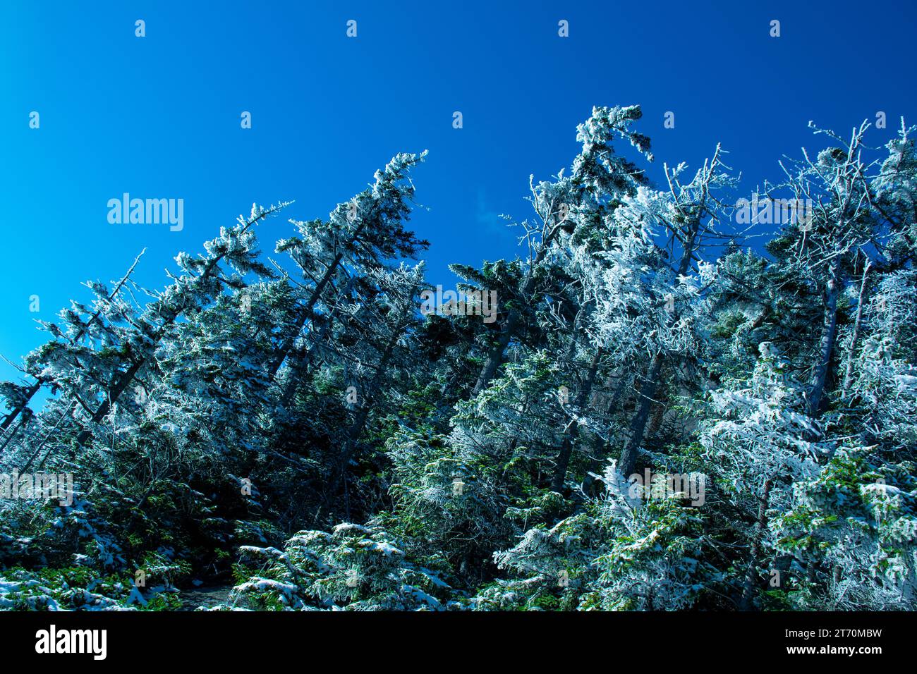 Frozen Trees on a Mountain in the White Mountains Stock Photo