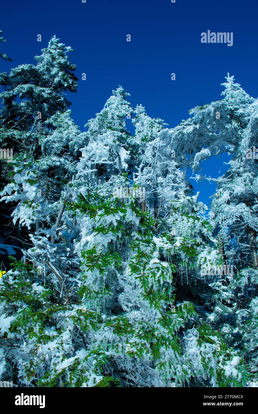 Frozen Trees on a Mountain Stock Photo