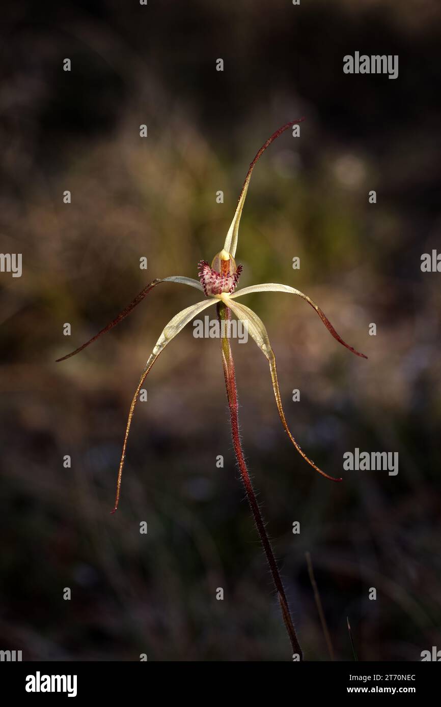 Macro image of single Caladenia echidnachila Fawn spider orchid in morning light at Lenah Valley, Hobart, Tasmania Stock Photo