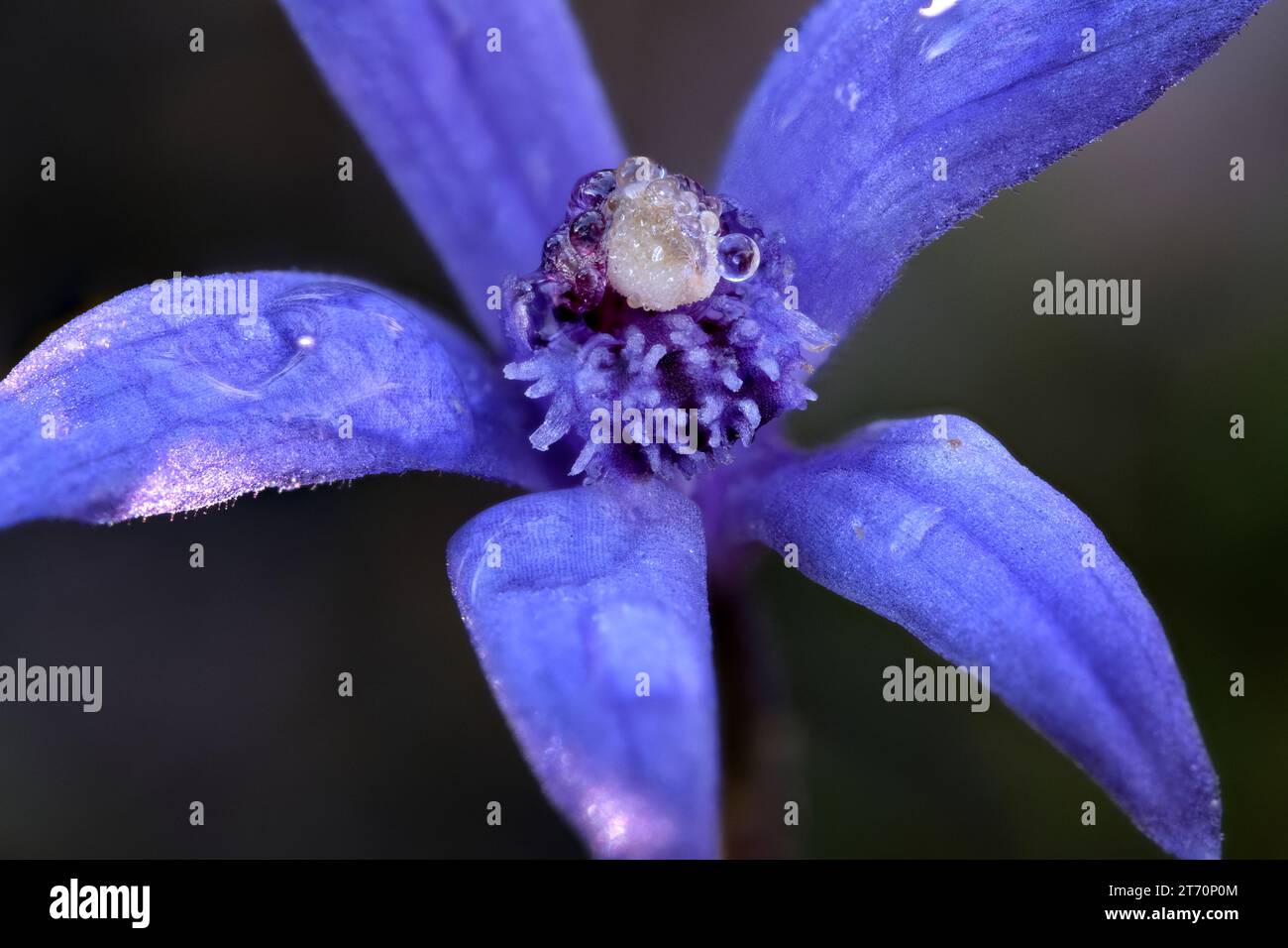 Rare Pheladenia deformis Blue Fairy Orchid flower in Lenah Valley, Hobart, Tasmania Stock Photo