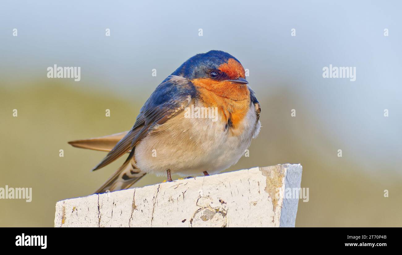 Single Welcome swallow bird close up perched on white painted post at Fitzgerald River National Park, Western Australia, Australia Stock Photo