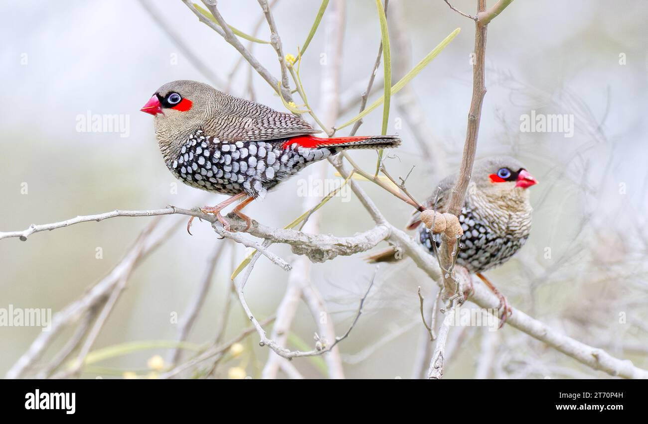 Two Red-eared firetail finch birds perched on branch, Fitzgerald River National Park, Western Australia, Australia Stock Photo