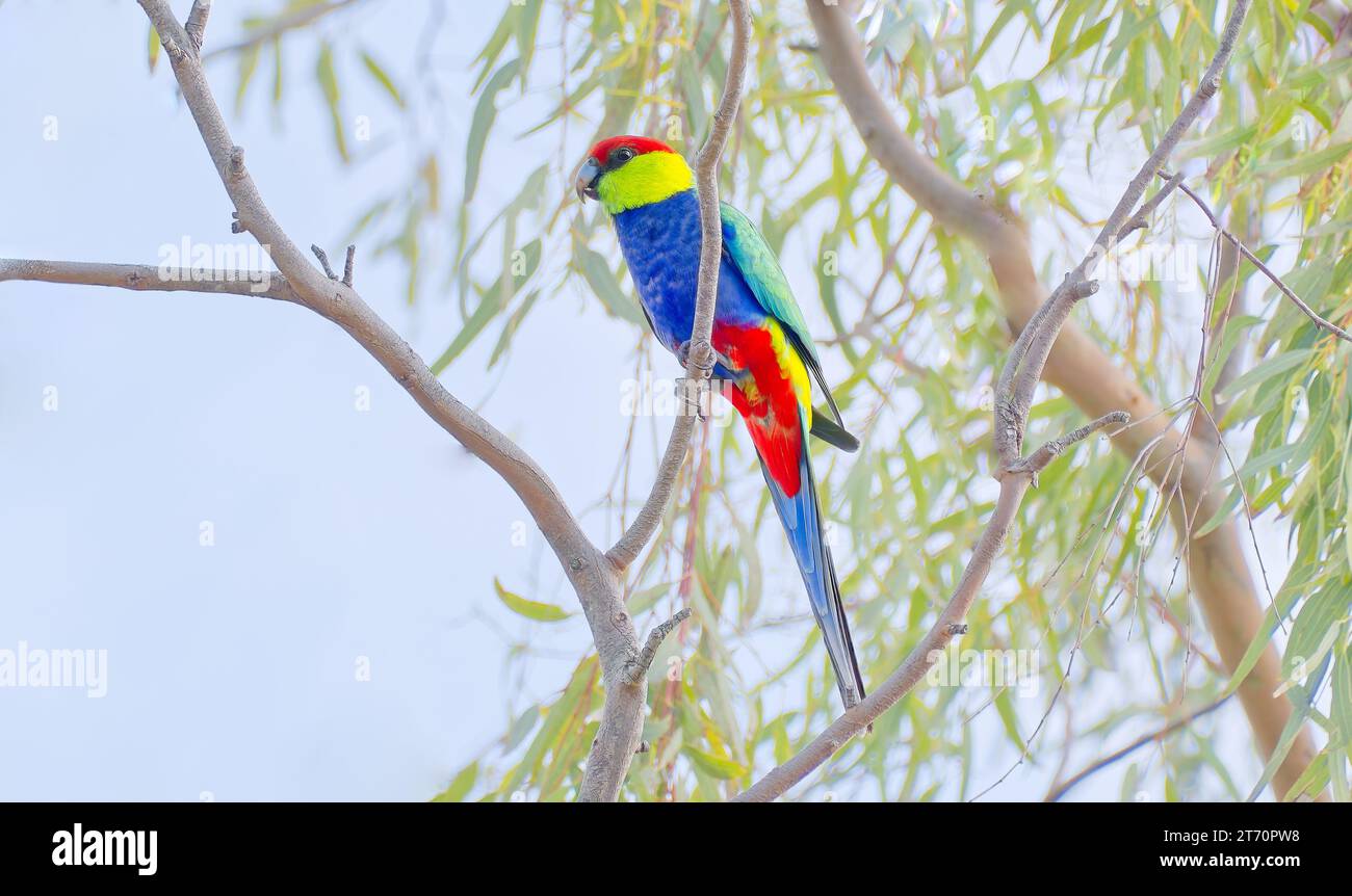 Single male Red-capped parrot native bird perched in tree canopy, Fitzgerald River National Park, Western Australia, Australia Stock Photo