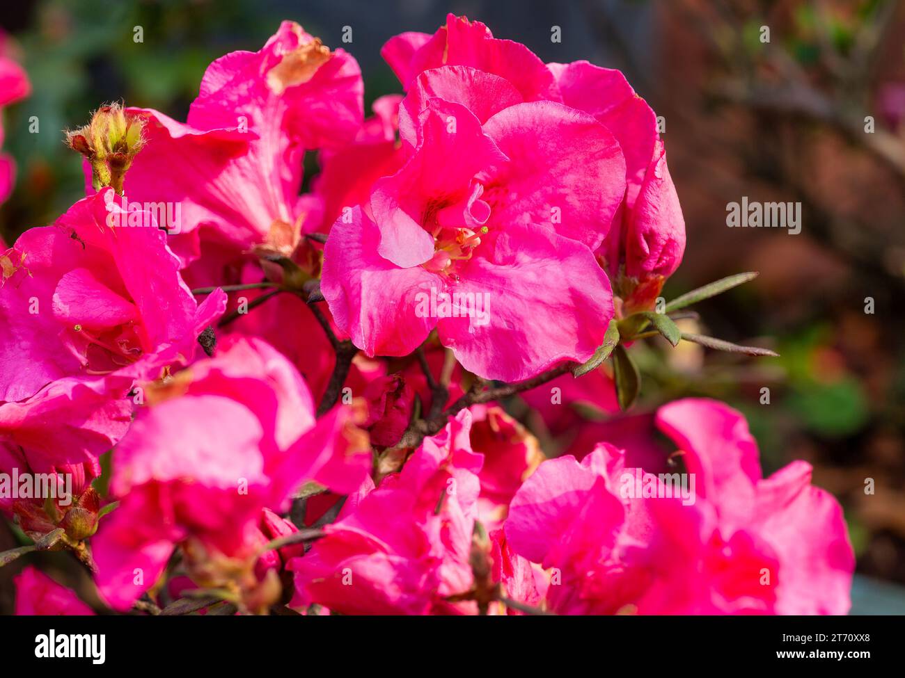 Pink Bougainvillea flowers in full bloom in the Himalayan area at Darjeeling, India Stock Photo