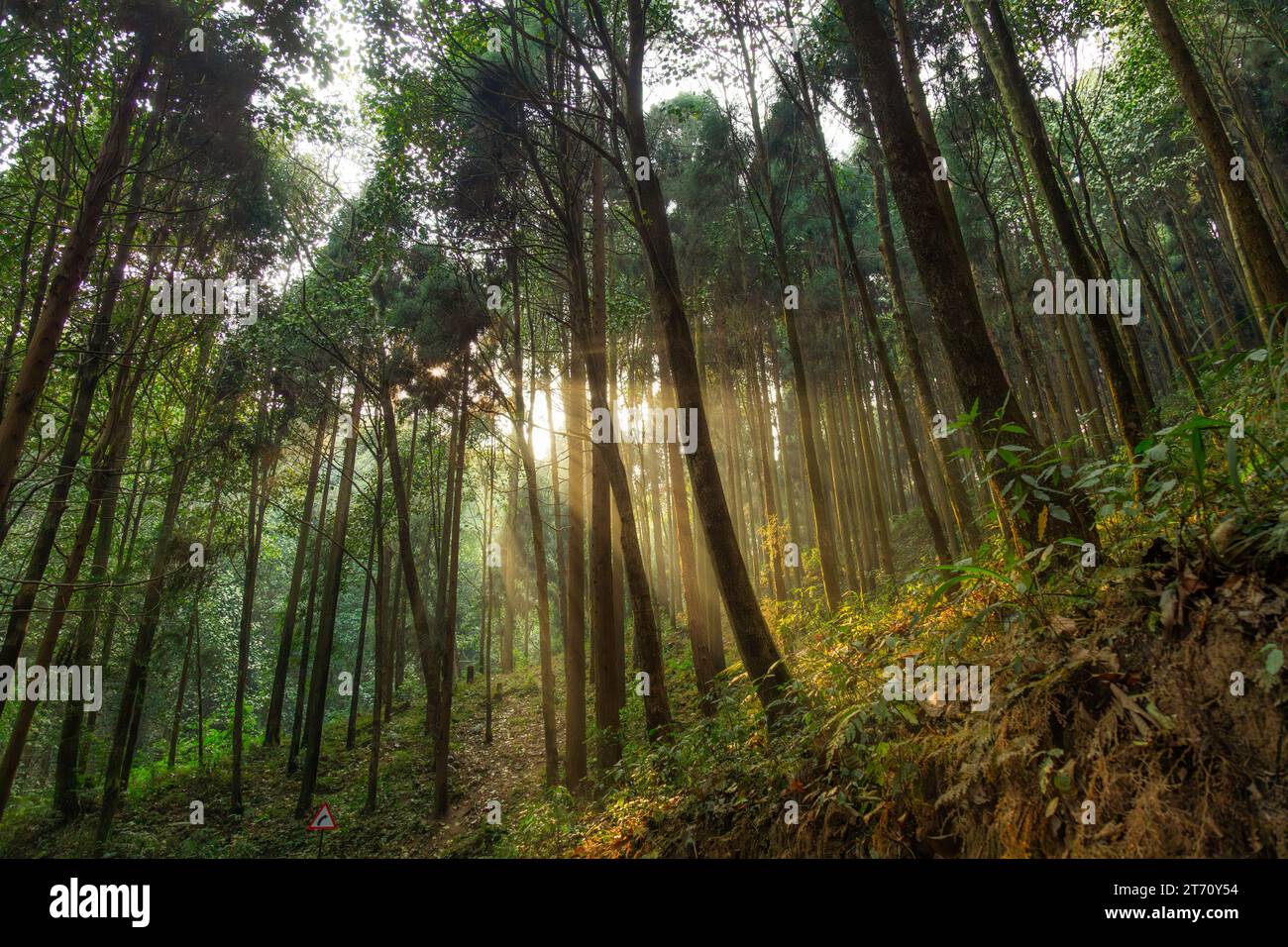 Ray light passing through trees hi-res stock photography and images - Alamy