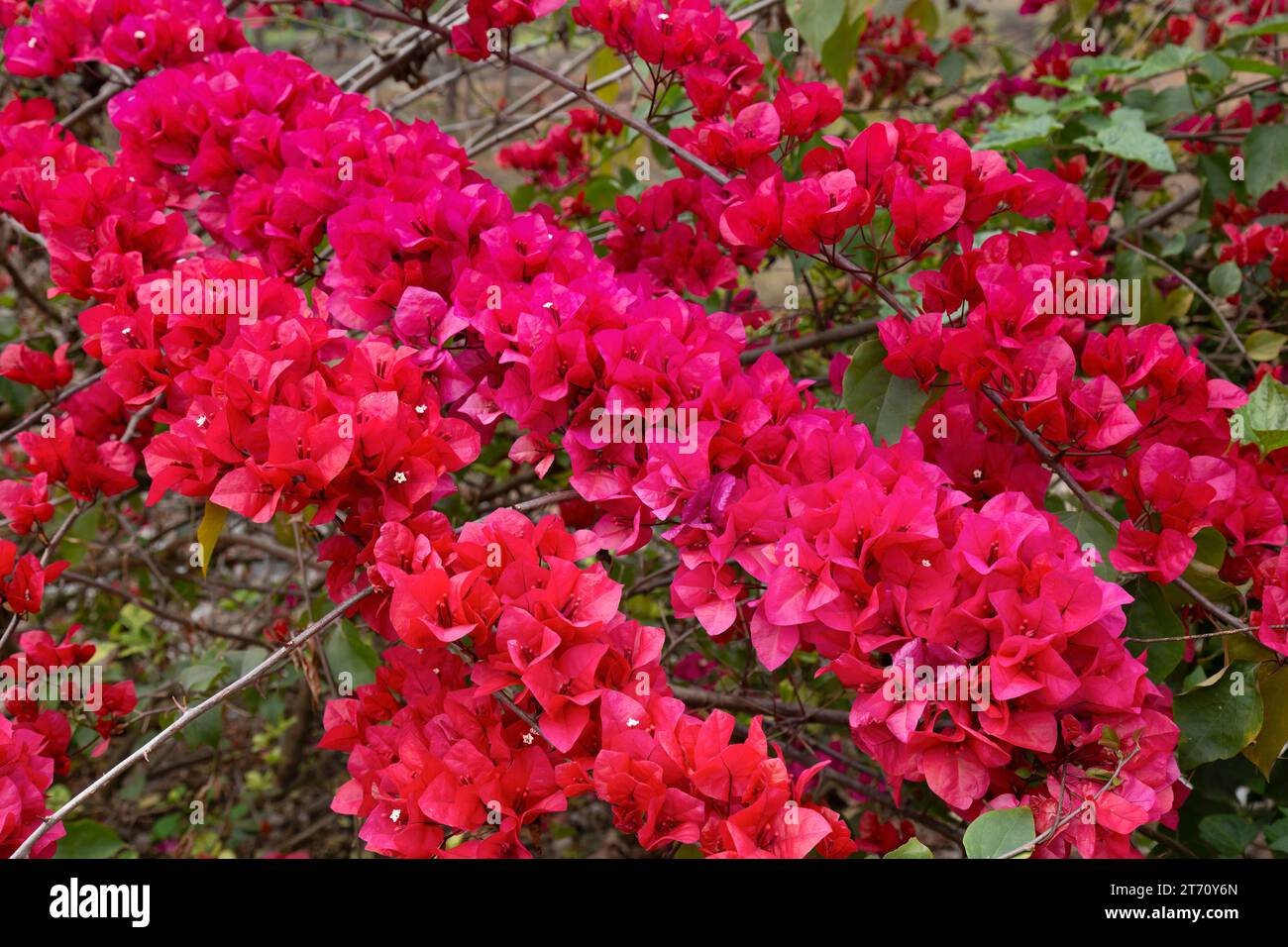 Pink Bougainvillea flowers in full bloom in the Himalayan area at Darjeeling, India Stock Photo