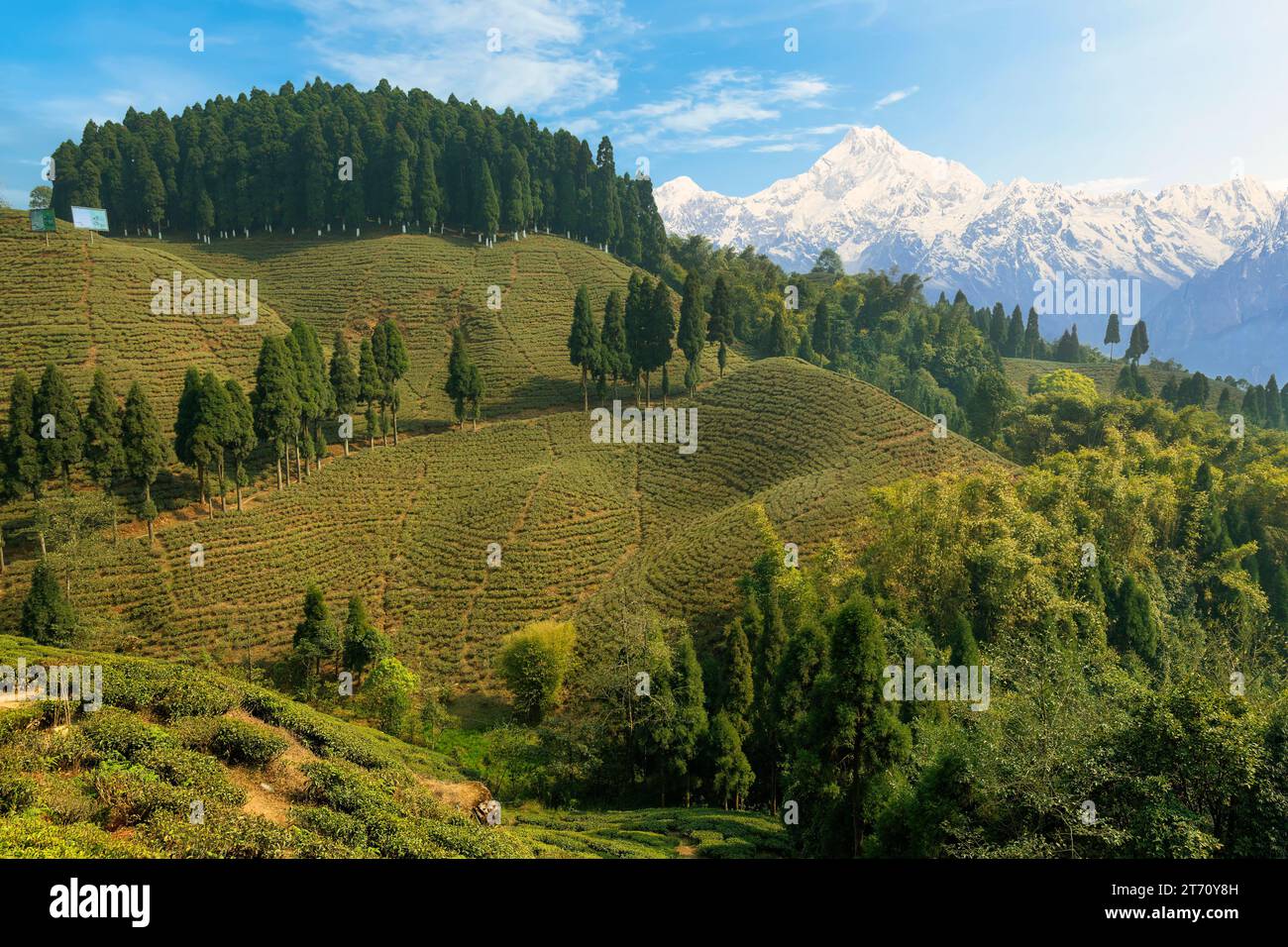 Scenic hilly landscape with view of tea plantations on the mountain slopes and the Kanchenjunga Himalaya range at Tinchuley, Darjeeling, India Stock Photo
