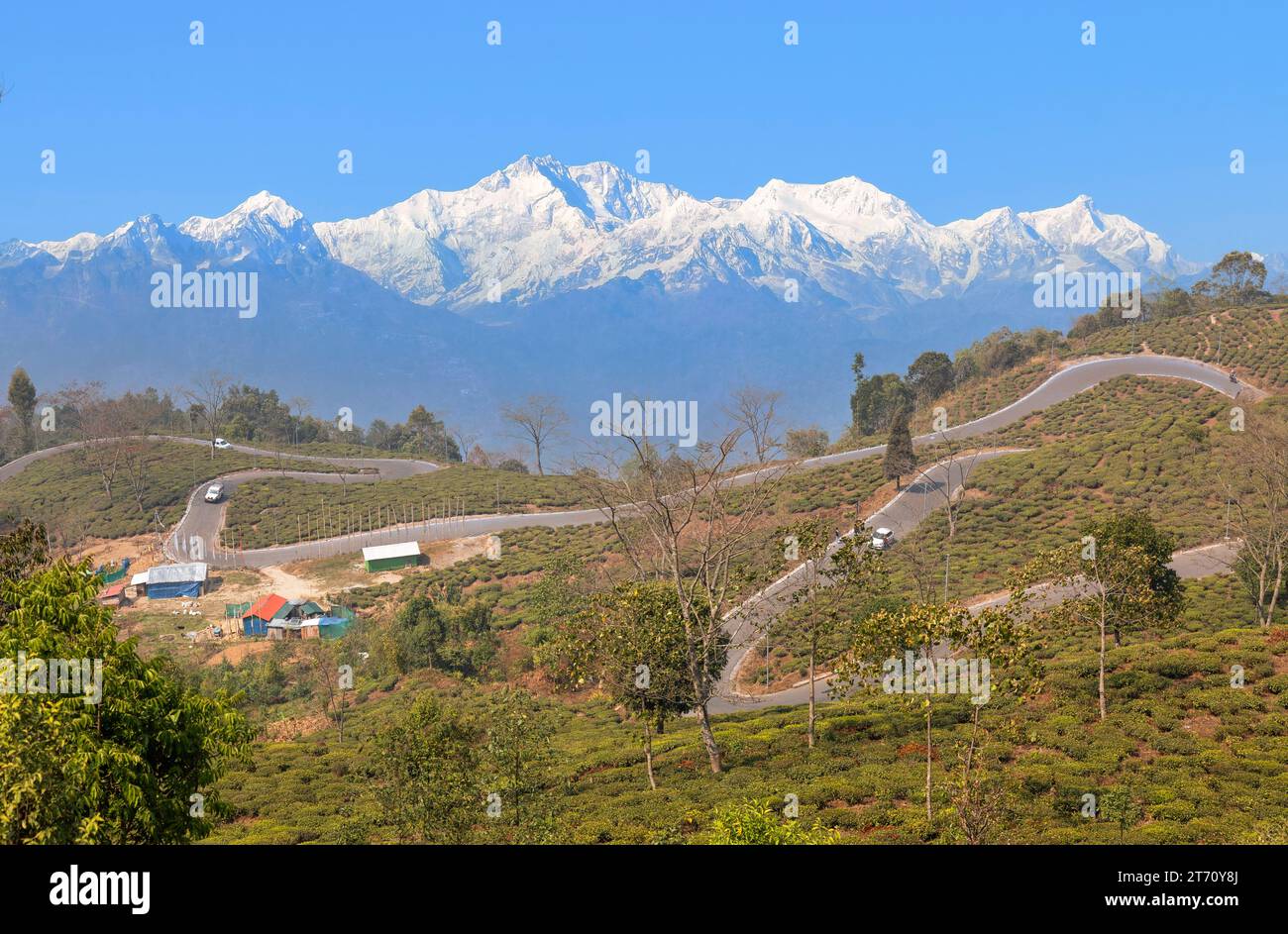 Winding mountain roads with tea plantations on the slopes and view of the Himalaya range Tinchuley in the district of Darjeeling, India Stock Photo