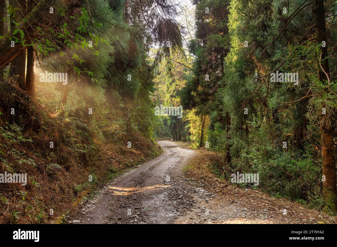 Mountain road passing through dense forest with morning sunlight coming through the trees at Lava, in the district of Kalimpong, India Stock Photo