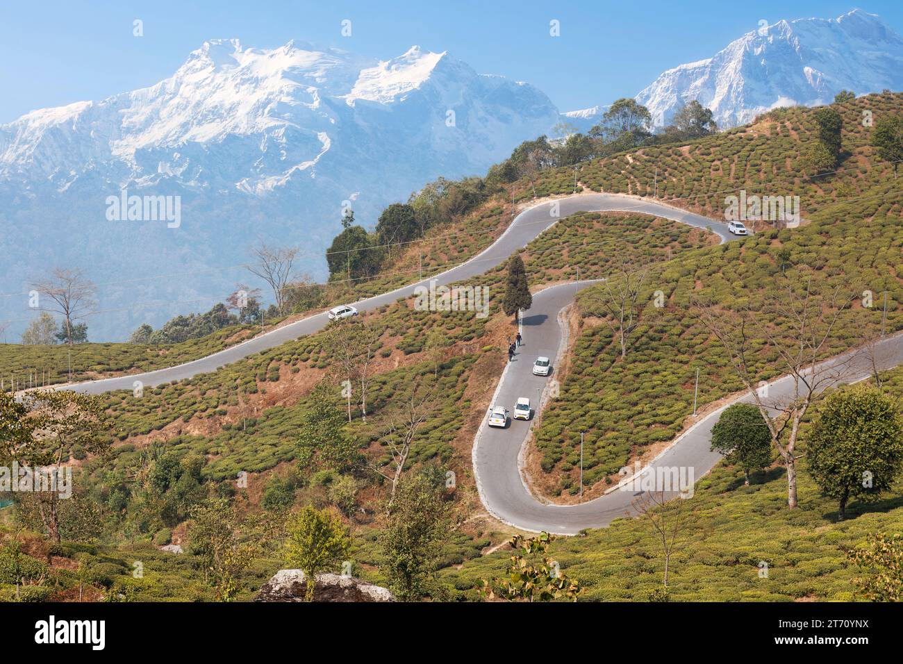Winding mountain roads with tea plantations on the slopes and view of the Himalaya range Tinchuley in the district of Darjeeling, India Stock Photo