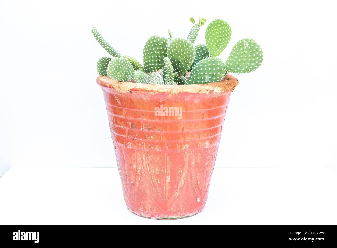 White bunny ears cactus or Polka-dot cactus Opuntia microdasys in a red clay pot isolated on white background Stock Photo