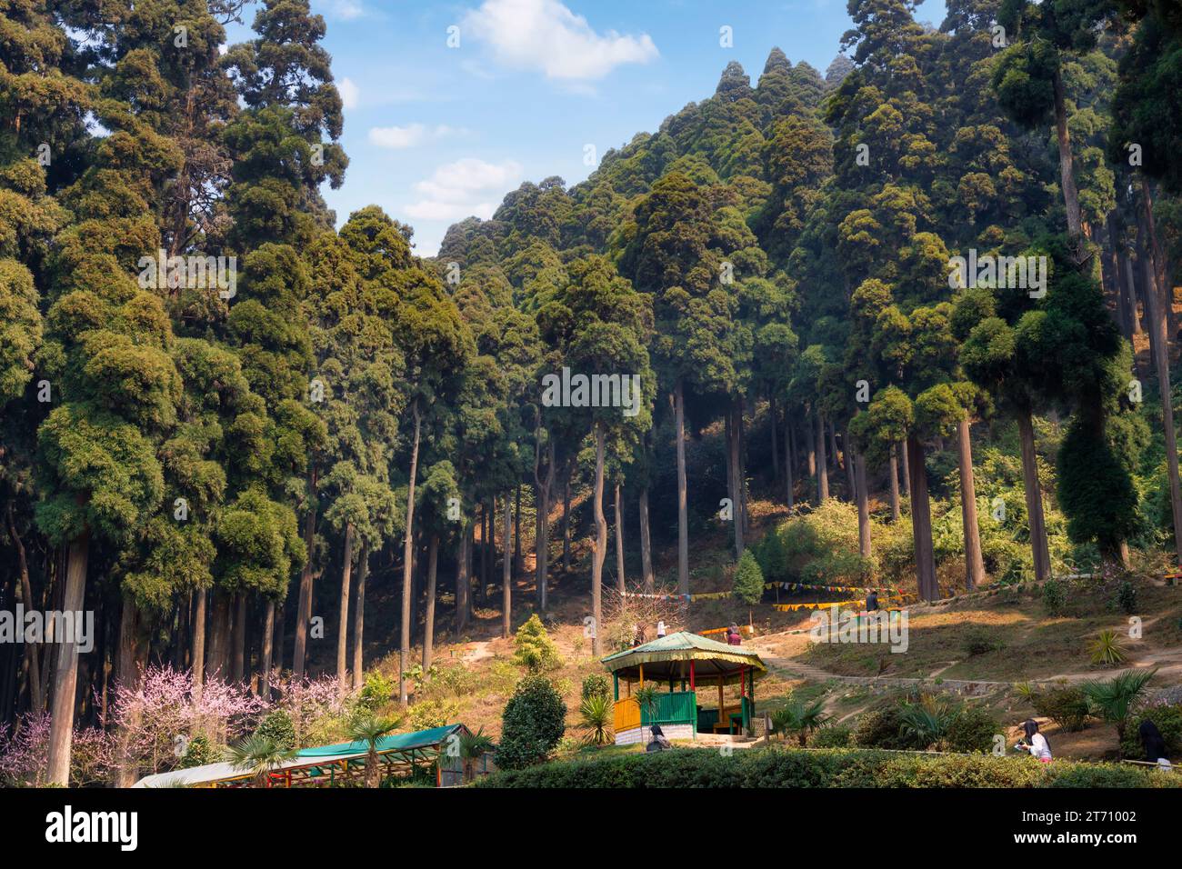 Lamhatta Eco Tourism park located on a mountain slope surrounded with pine trees is a popular tourist destination at Darjeeling, West Bengal, India Stock Photo
