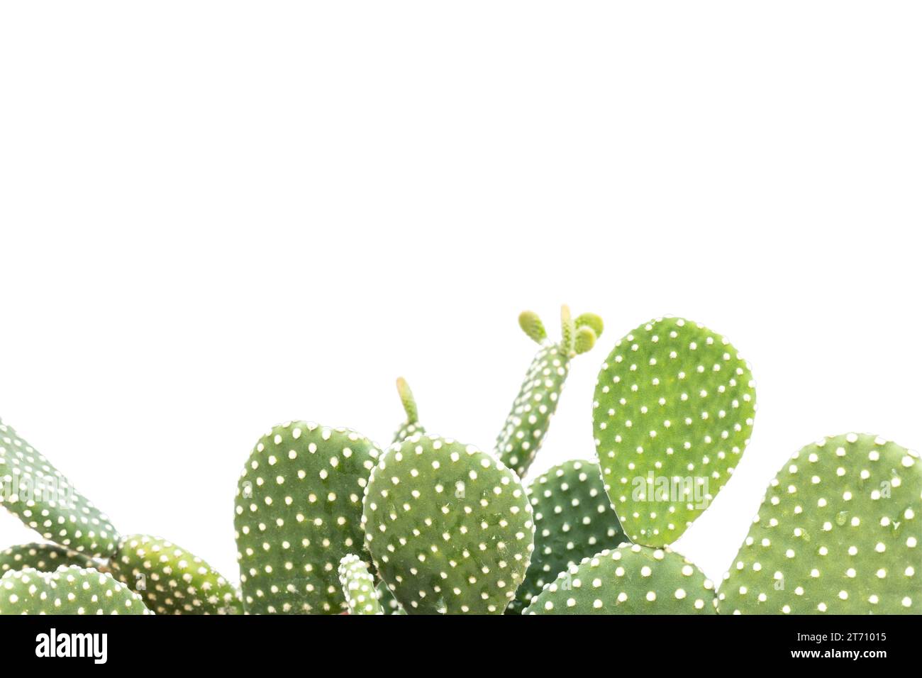 White dotted bunny ears cactus with blank space for text Stock Photo