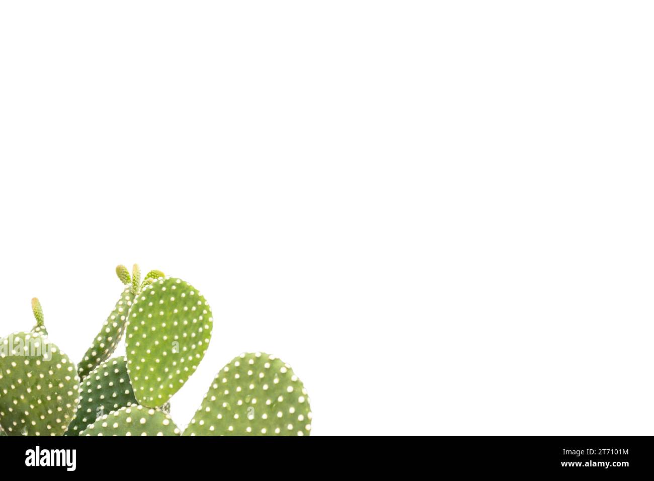 Opuntia microdasys white prickly pear cactus with empty space for text Stock Photo