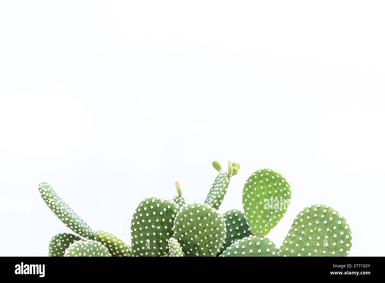 White dots opuntia microdasys prickly pear cactus with blank space for text Stock Photo