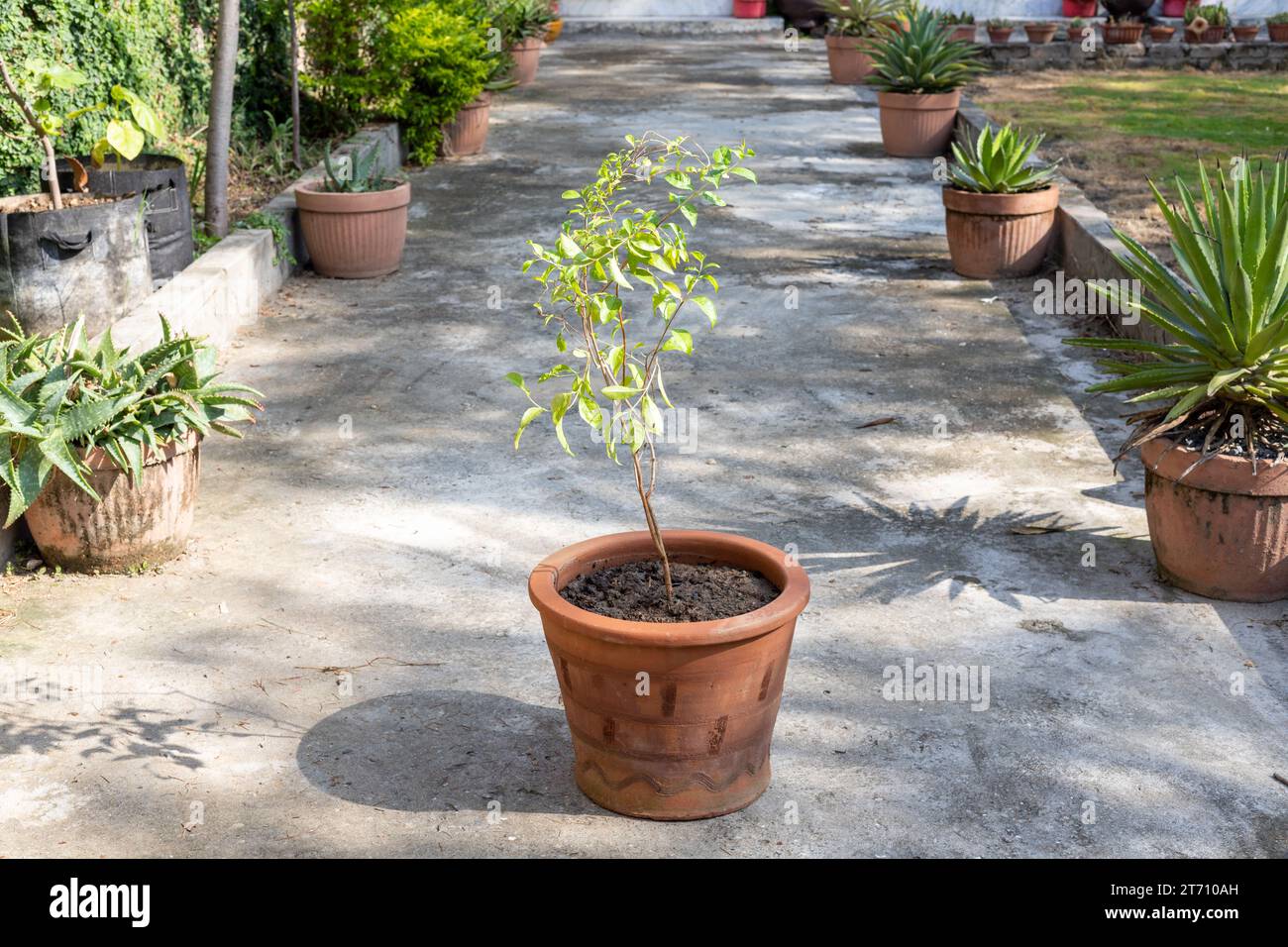 Hinna mehandi plant in clay pot Stock Photo