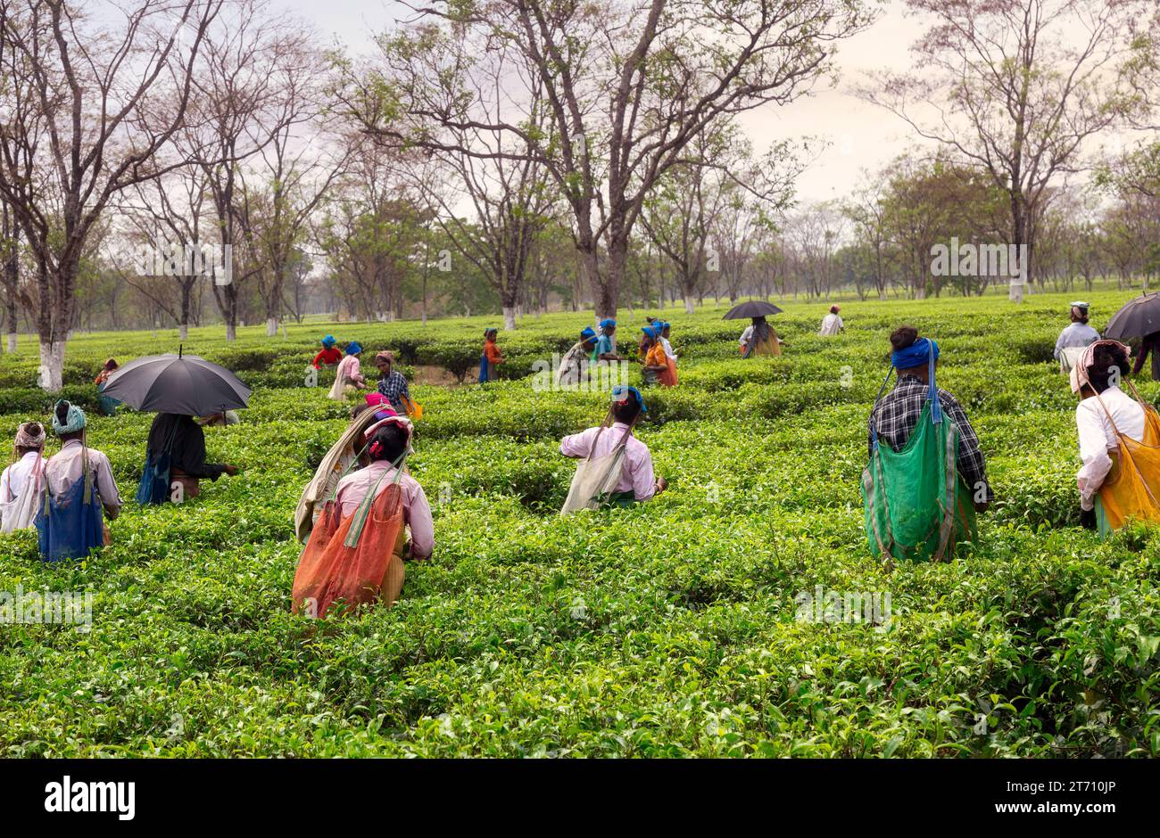 Women workers working in a tea plantation busy plucking tea leaves at  Darjeeling, West Bengal, India. Stock Photo