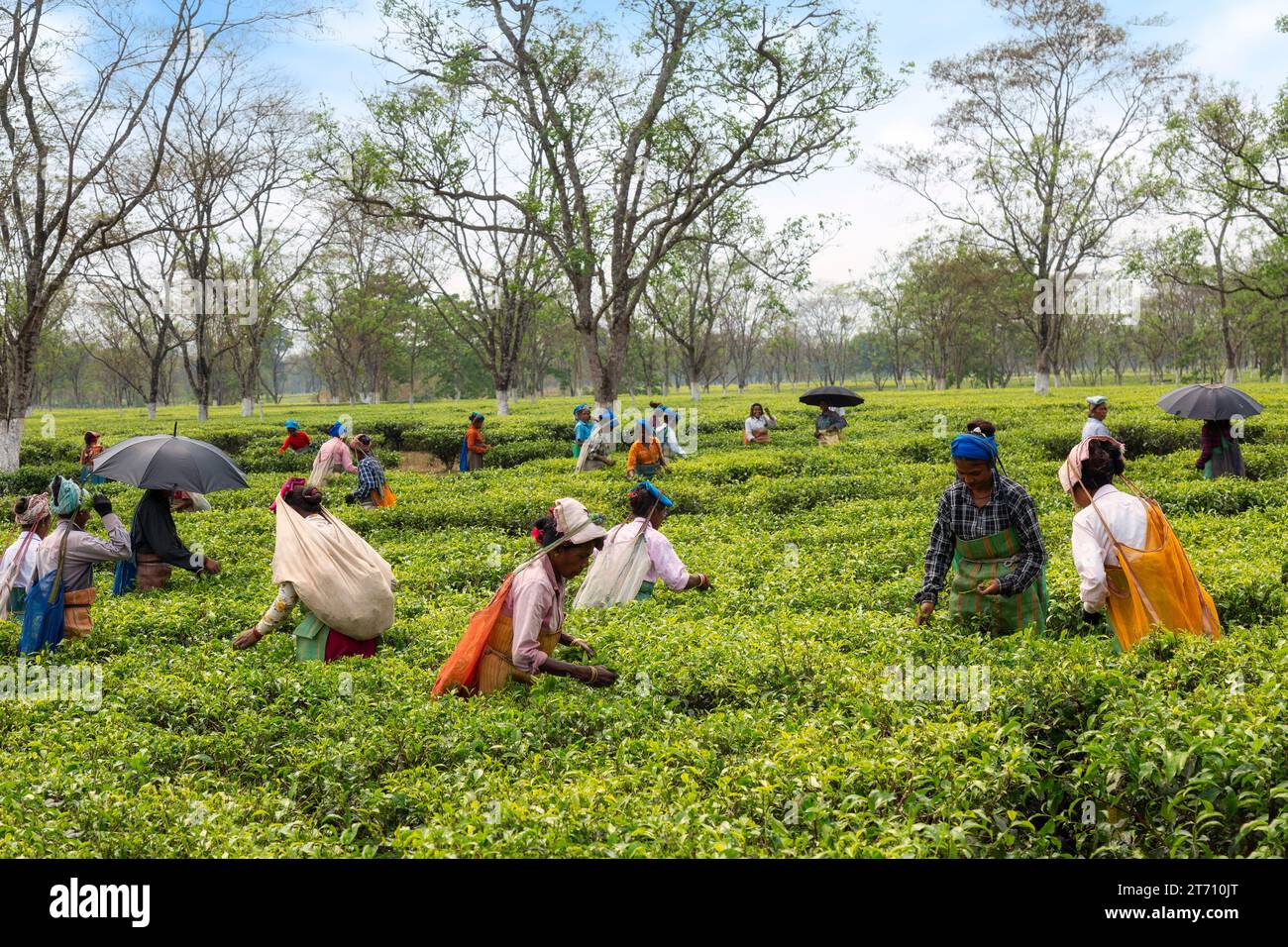 Women workers working in a tea plantation busy plucking tea leaves at  Darjeeling, West Bengal, India. Stock Photo
