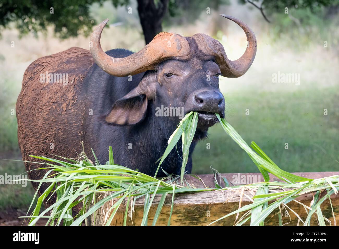Water buffalo eat hi-res stock photography and images - Alamy