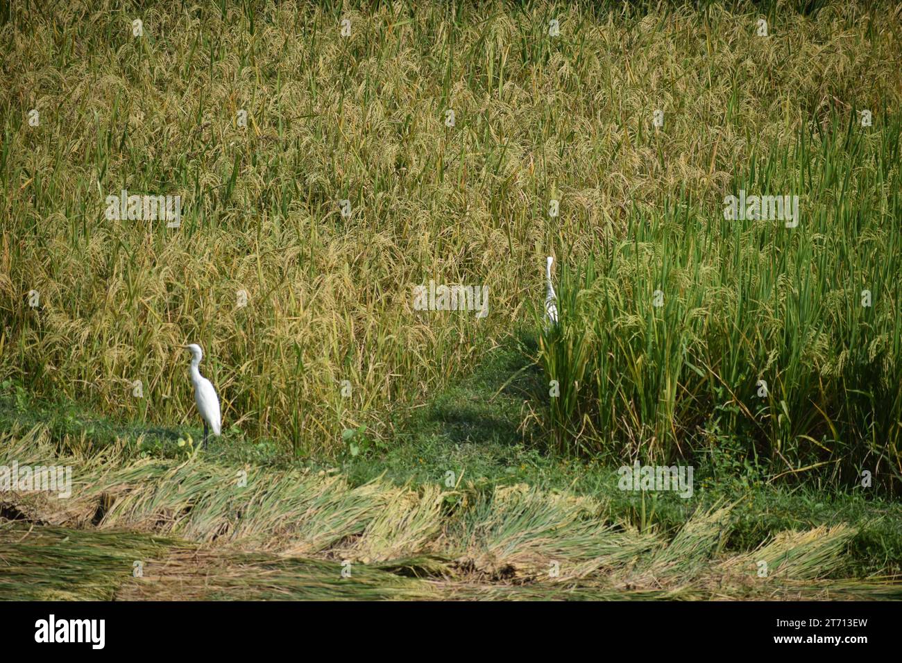 beautiful white storks in paddy field Stock Photo