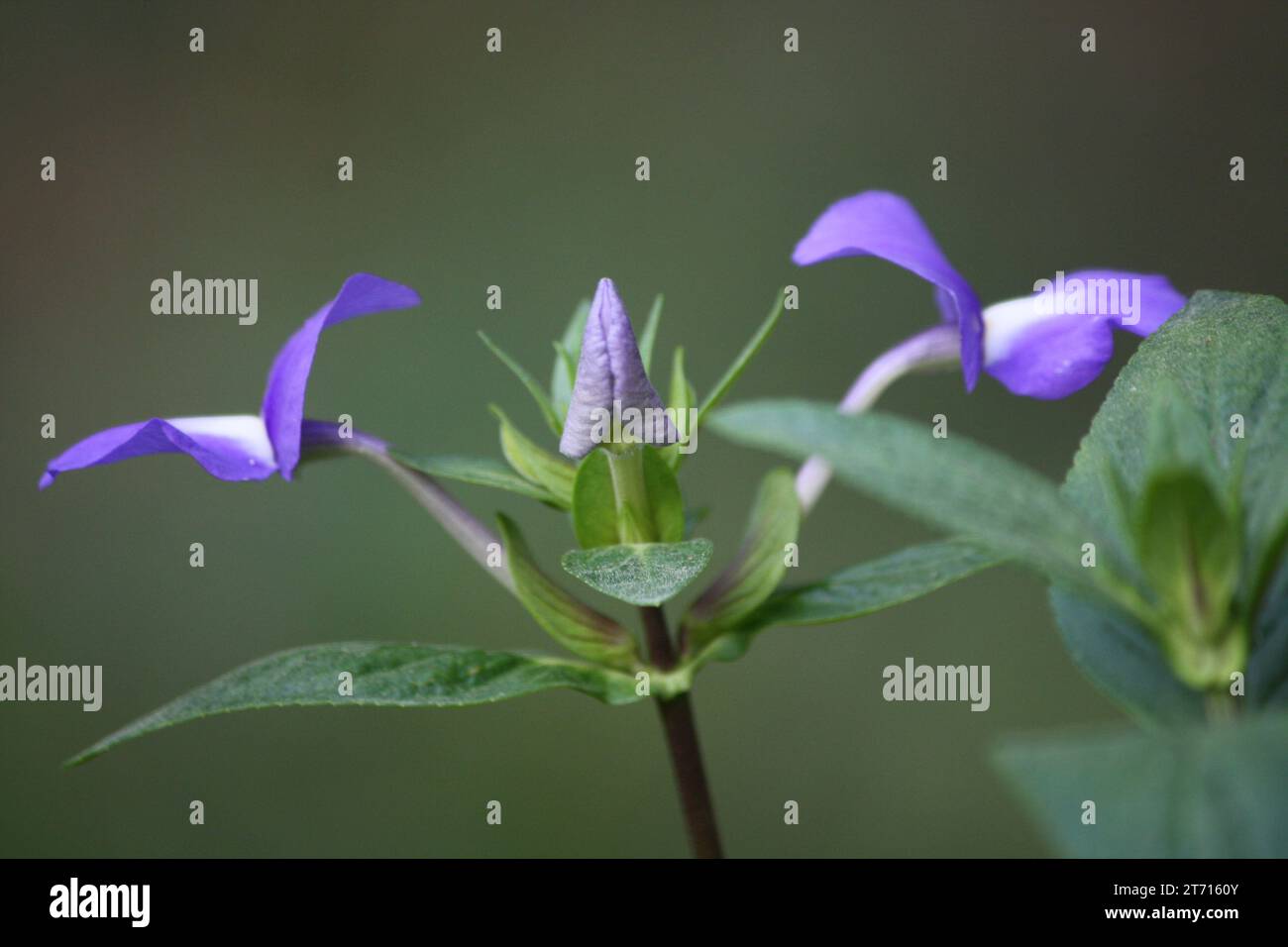 Blooming atop slender green stems hi-res stock photography and images ...