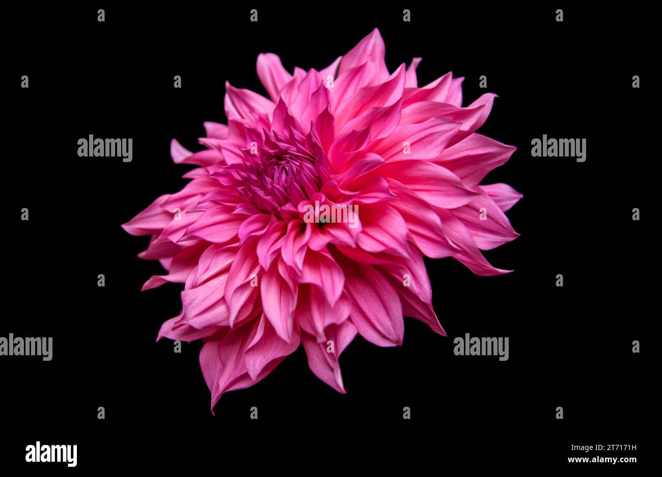 Studio portrait of a beautiful single Cafe Au Lait Royal dinnerplate