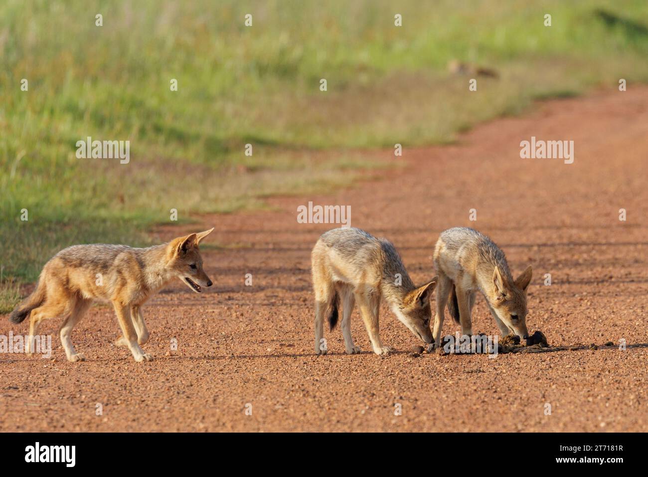 A group of jackals in South Africa, standing sidebyside in a grassy