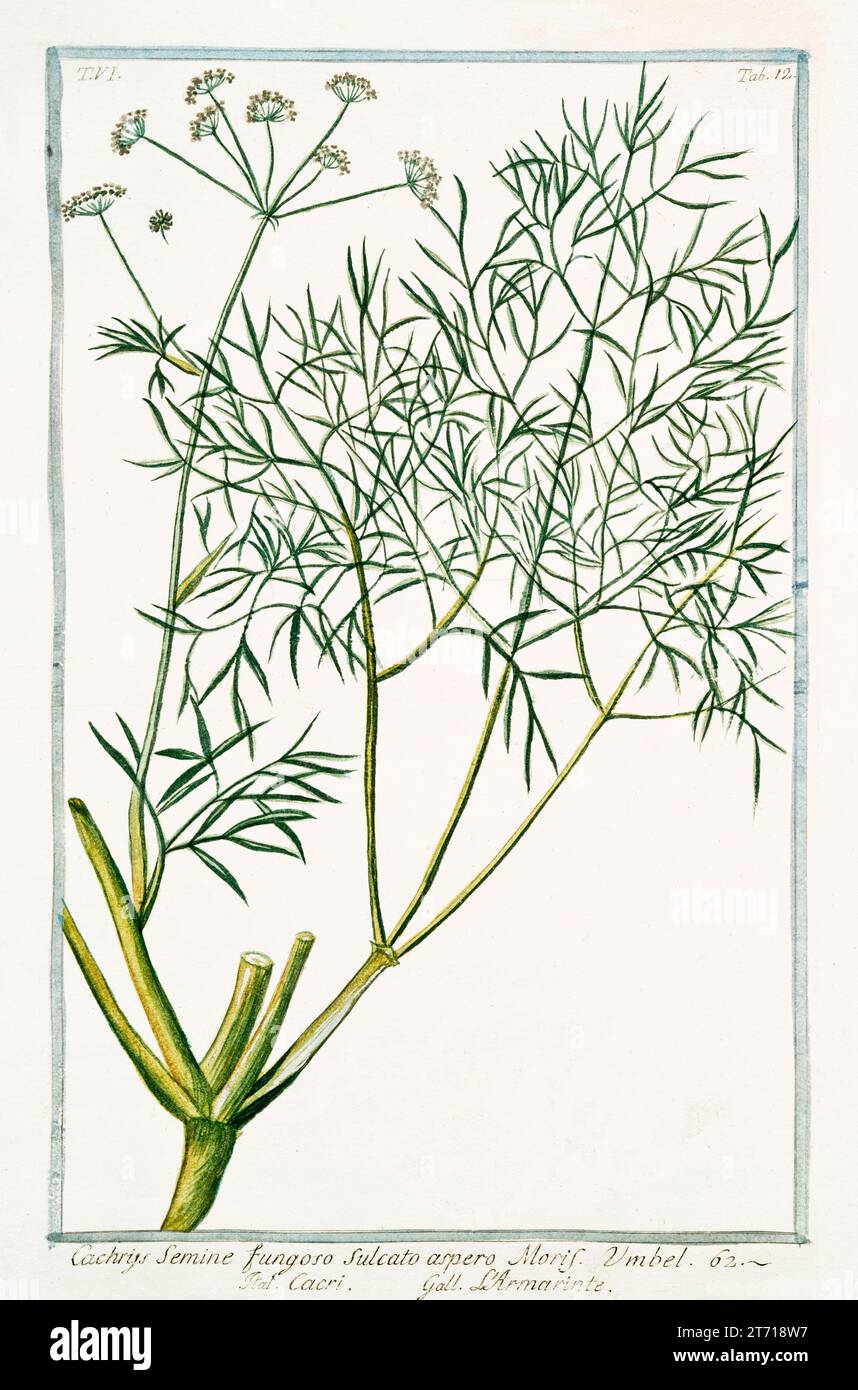 Old illustration of Cachrys ferulacea. By G. Bonelli on Hortus Romanus, publ. N. Martelli, Rome, 1772 – 93ned, illustrated, graphic, pictorial, print, Stock Photo