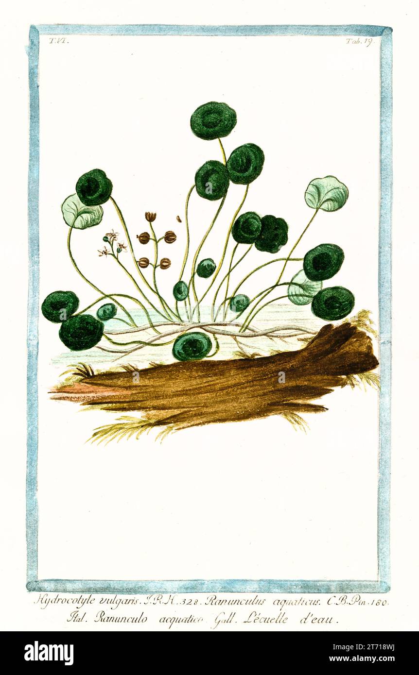 Old illustration of  Marsh Pennywort (Hydrocotyle vulgaris). By G. Bonelli on Hortus Romanus, publ. N. Martelli, Rome, 1772 – 93 Stock Photo